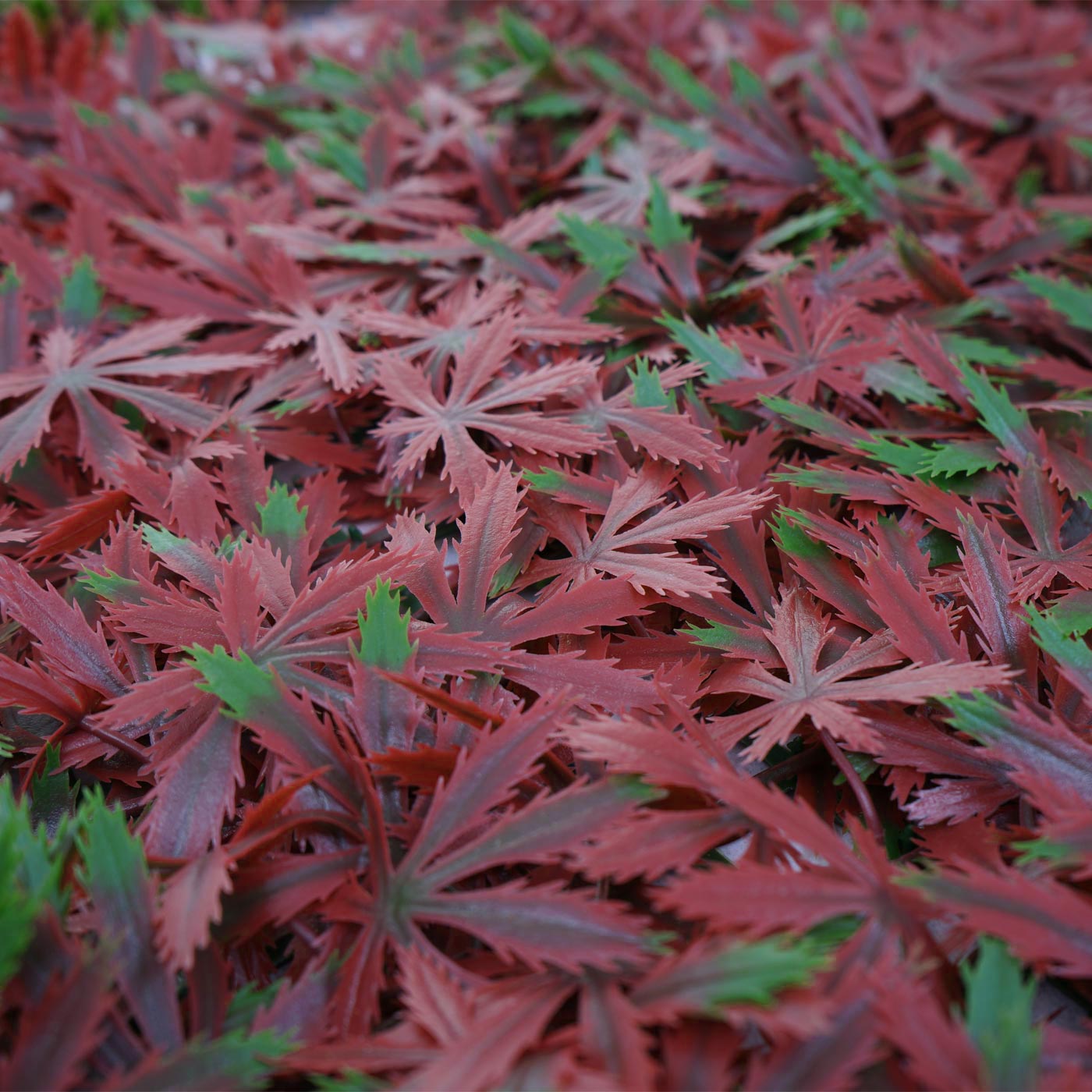 Cosmo Casa - Wandtegel - Privacyscherm terrasbalkon - Kunststof - Esdoornrood - 4×50×50 cm (1 m)