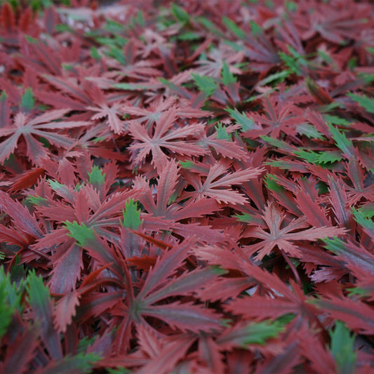 Cosmo Casa - Wandtegel - Privacyscherm terrasbalkon - Kunststof - Esdoornrood - 4×50×50 cm (1 m)