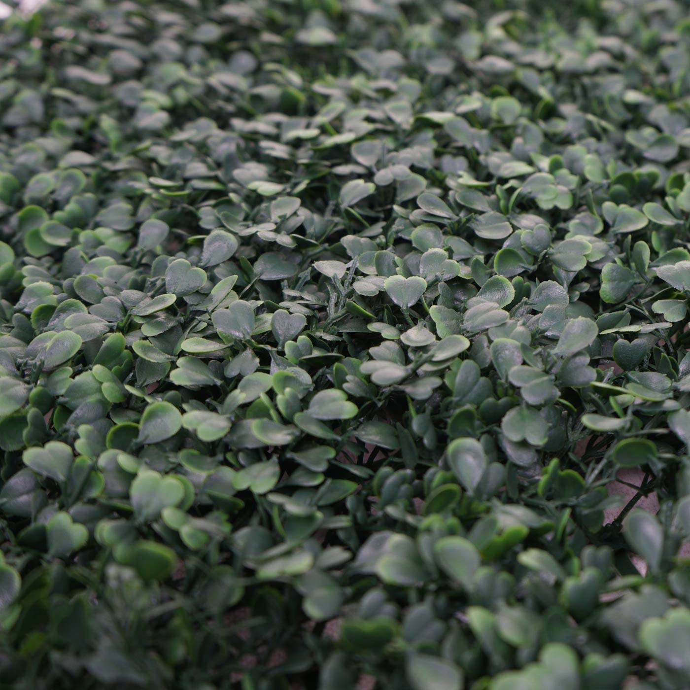 Cosmo Casa - Wandtegel - Privacyscherm terrasbalkon - Kunststof - Buxusgroen - 4×50×50 cm (1 m)