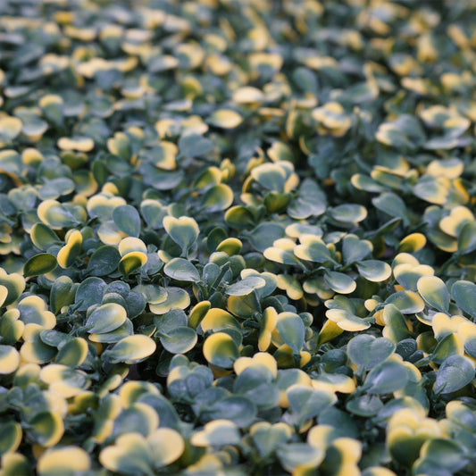 Cosmo Casa - Wandtegel - Privacyscherm terrasbalkon - Kunststof - Buxus groen-geel - 4×50×50 cm (1 m)