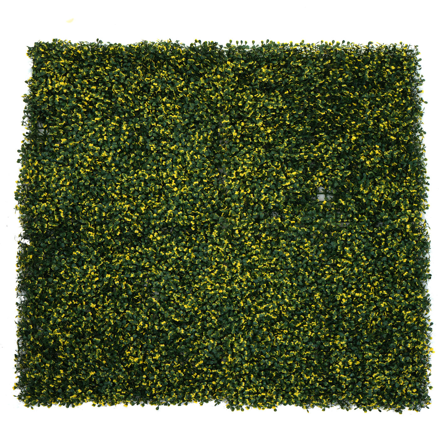 Cosmo Casa - Wandtegel - Privacyscherm terrasbalkon - Kunststof - Buxus groen-geel - 4×50×50 cm (1 m)