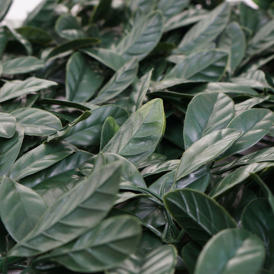 Cosmo Casa - Wandtegel - Privacyscherm terrasbalkon - Kunststof - Lauriergroen - 4×50×50 cm (1 m)