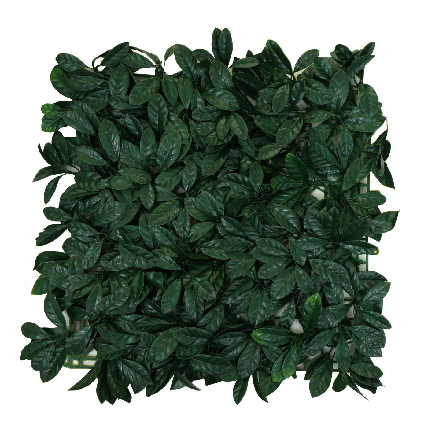 Cosmo Casa - Wandtegel - Privacyscherm terrasbalkon - Kunststof - Lauriergroen - 4×50×50 cm (1 m)