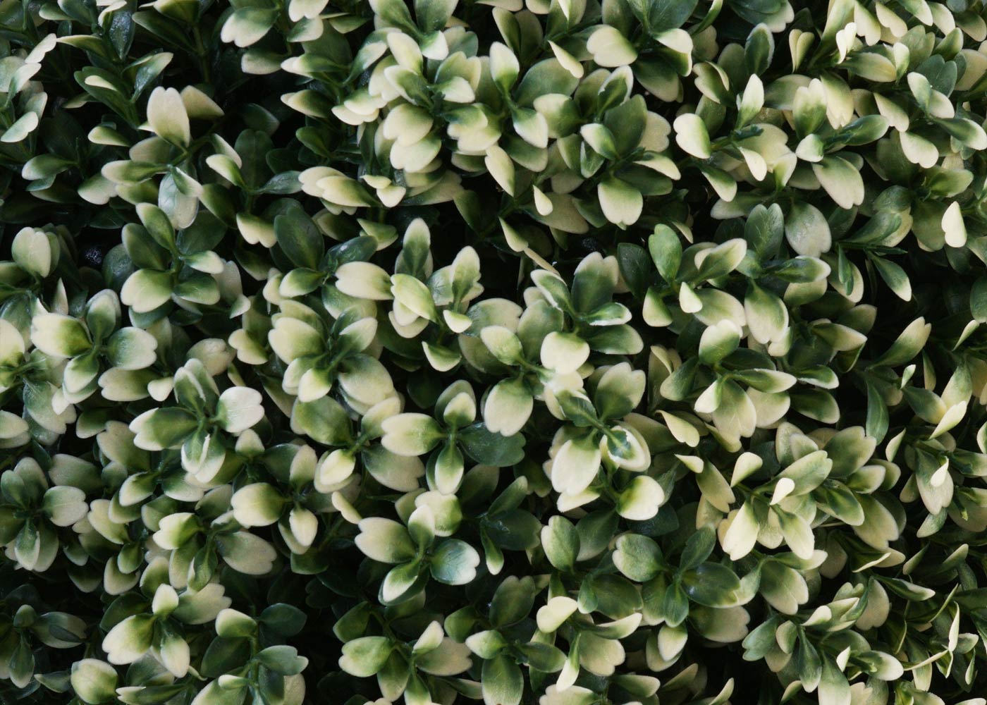 Cosmo Casa - Kunststruik - Decoratieve buxusbal - Kunststof - Wit - 55 cm